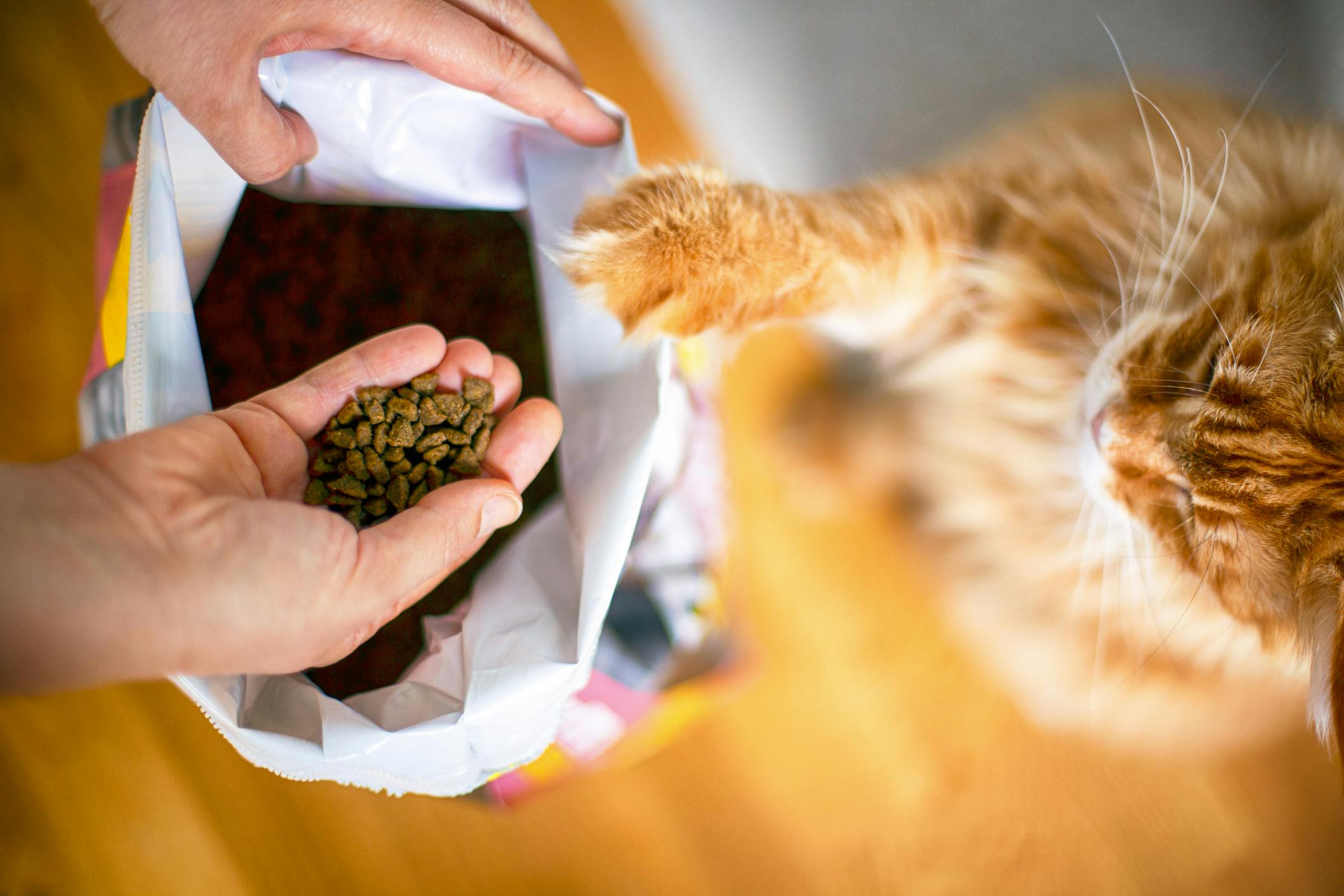 The Best Dry Cat Food 2021